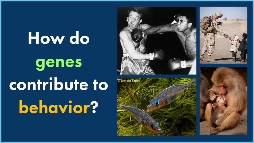 A question is presented on the left of "How do genes contribute to behavior?". On the right is 4 different images of behavior including an Ali knockout, a soldier receiving an apple from civilian children, fish attacking each other and a monkey nursing her child.