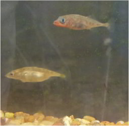 A silvery female stickleback on the left and a red-throated male on the right.