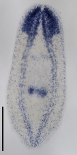 Staining of the brain and nerves in an asexual planarian. The normally brown worm is now clear to allow you to see the labeled locations.