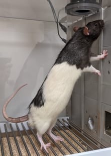 A rat standing up on on its hind legs examining a speaker.