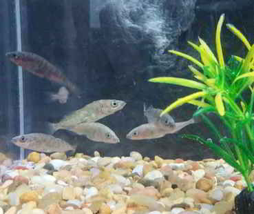 A group of 7 threespine stickleback fish.