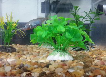 A mostly blue fish in front of a fake aquarium plant that has a nest made of pebbles to the right of its base.