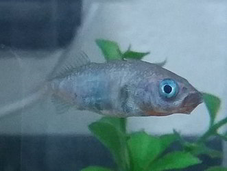 A mostly blue fish with a bright red throat.