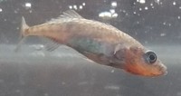 A light blue fish with a bright red throat.